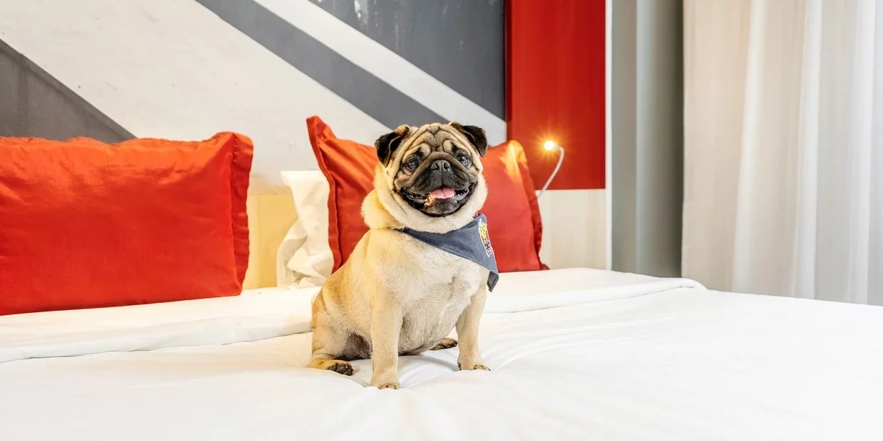 cada-vez-son-mas-los-hoteles que haceptan mascotas